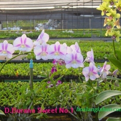 Dendrobium