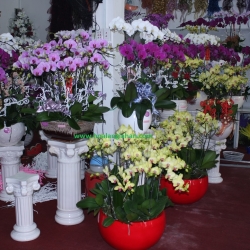 Hồ Điệp Cắm Chậu nghệ thuật