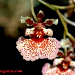 Vũ Nữ