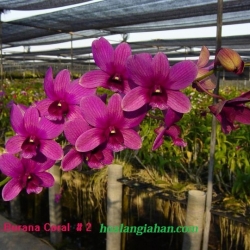 Dendrobium