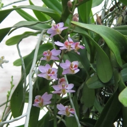 lan rừng