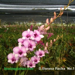 Dendrobium
