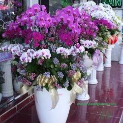Hồ Điệp Cắm Chậu nghệ thuật