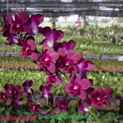 Dendrobium