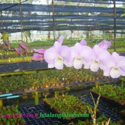 Dendrobium