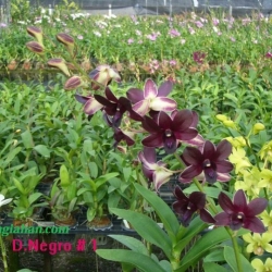 Dendrobium