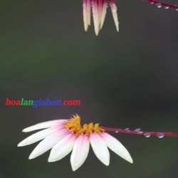 lan rừng