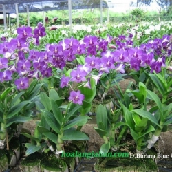 Dendrobium