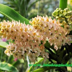 Lan Ngọc điểm