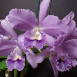 Cattleya