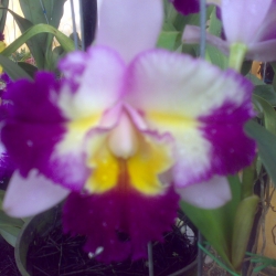 Cattleya