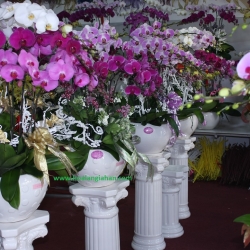 Hồ Điệp Cắm Chậu nghệ thuật