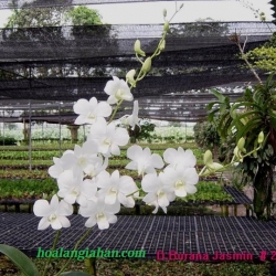 Dendrobium