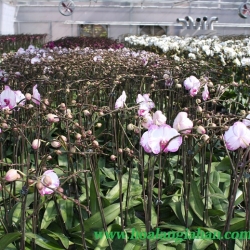 Hồ Điệp
