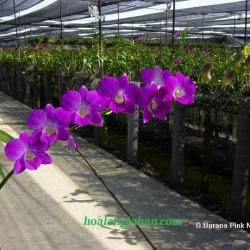 Dendrobium