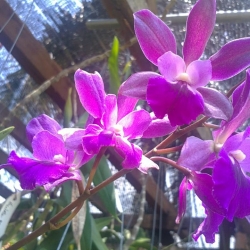 Cattleya