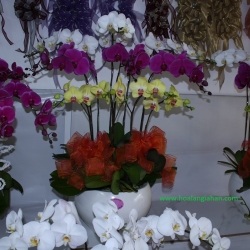 Hồ Điệp Cấm Chậu