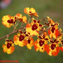 Vũ Nữ