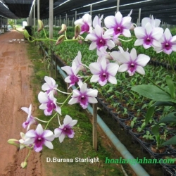 Dendrobium