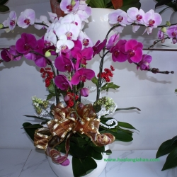 Hồ Điệp Cắm Chậu nghệ thuật