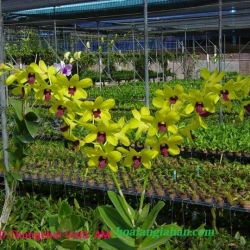Dendrobium