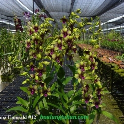 Dendrobium