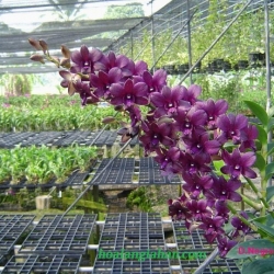 Dendrobium